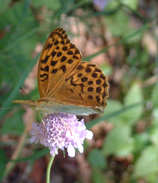 Argynnis paphia (Lepidoptera, Nymphalidae)